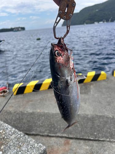 ソウダガツオの釣果