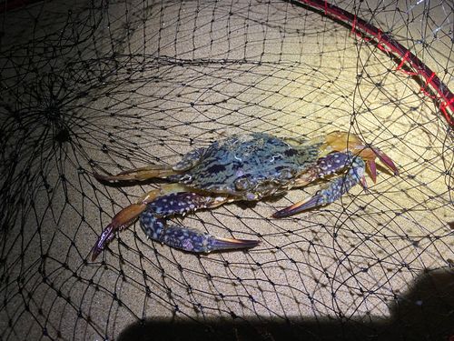 ワタリガニの釣果