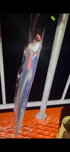 タチウオの釣果
