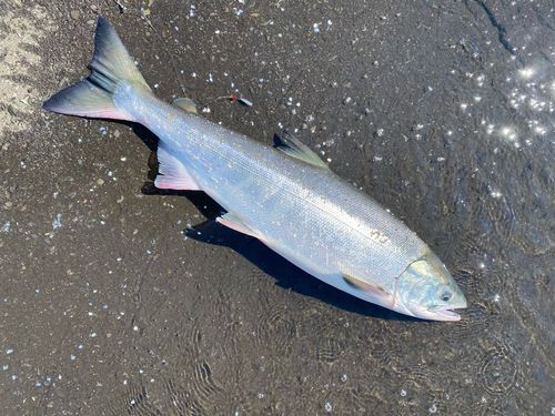 アキアジの釣果