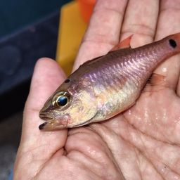 クロホシイシモチ