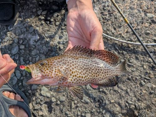 オオモンハタの釣果