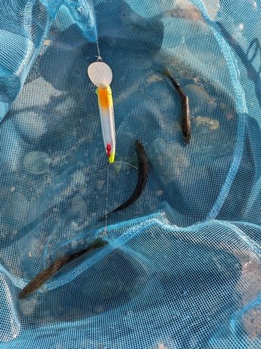 アユの釣果