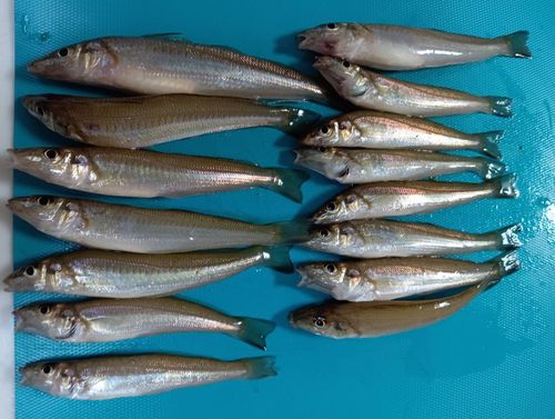 キスの釣果
