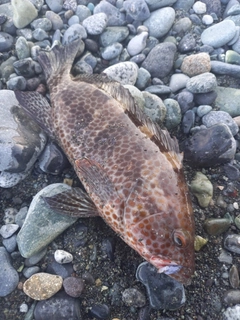 オオモンハタの釣果