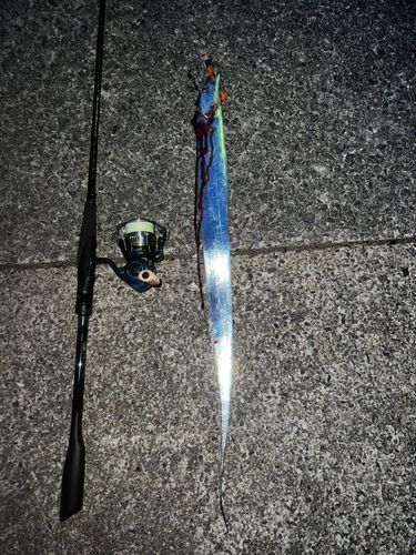 タチウオの釣果