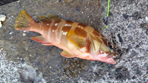 アカハタの釣果