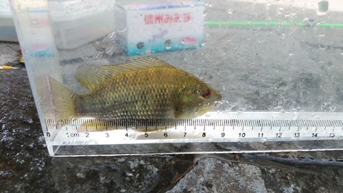 ナイルティラピアの釣果