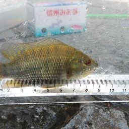 ナイルティラピア