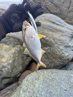 ネリゴの釣果