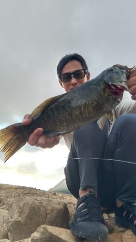 スモールマウスバスの釣果