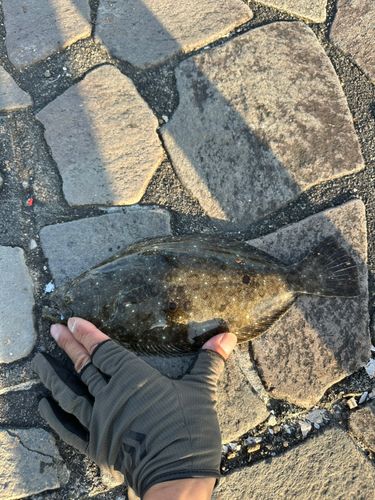 ヒラメの釣果