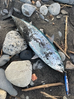 マルソウダの釣果