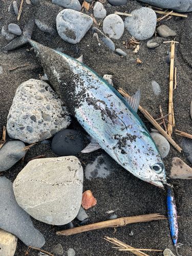 マルソウダの釣果