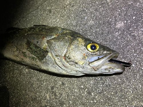 マルスズキの釣果