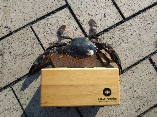 イシガニの釣果