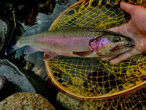 ニジマスの釣果