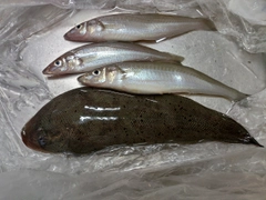 シロギスの釣果