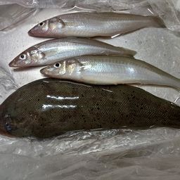 シロギス