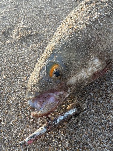 メナダの釣果
