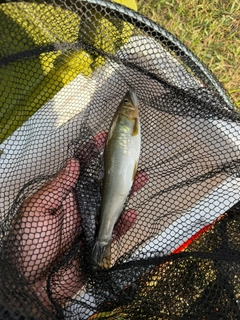 アユの釣果