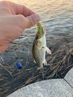 セイゴ（タイリクスズキ）の釣果