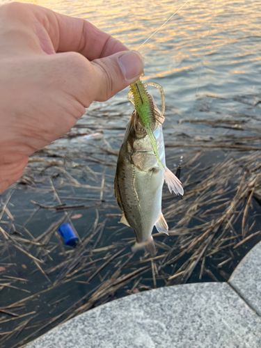 セイゴ（タイリクスズキ）の釣果
