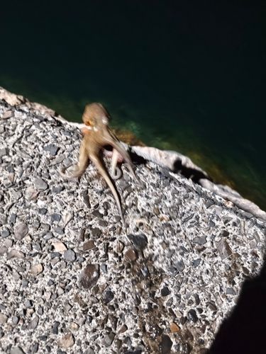 タコの釣果