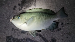 メジナの釣果