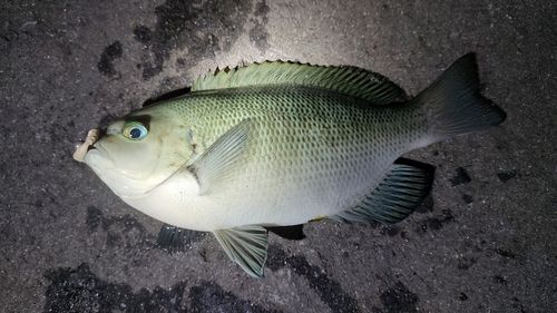 メジナの釣果