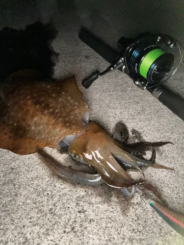 アオリイカの釣果