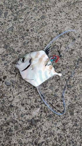 イトヒキアジの釣果