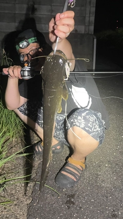 ナマズの釣果