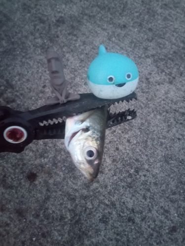 マアジの釣果