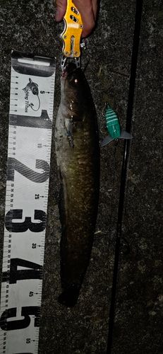 ニホンナマズの釣果