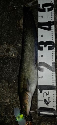 ニホンナマズの釣果