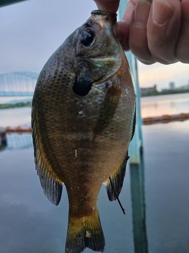 ブルーギルの釣果
