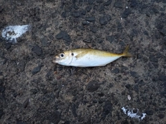 ソイの釣果