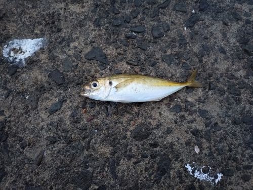 ソイの釣果