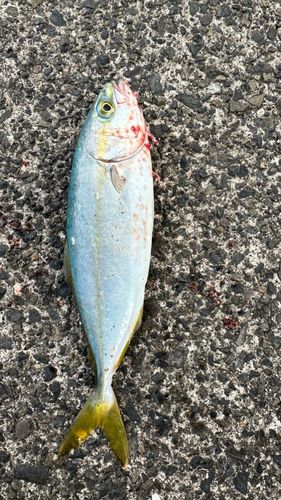 ツバスの釣果
