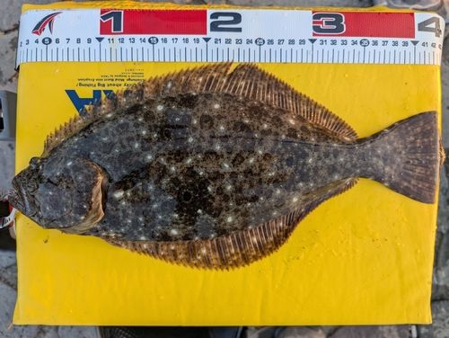 ヒラメの釣果