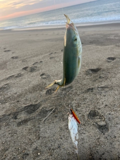 ワカシの釣果