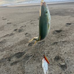 ワカシ