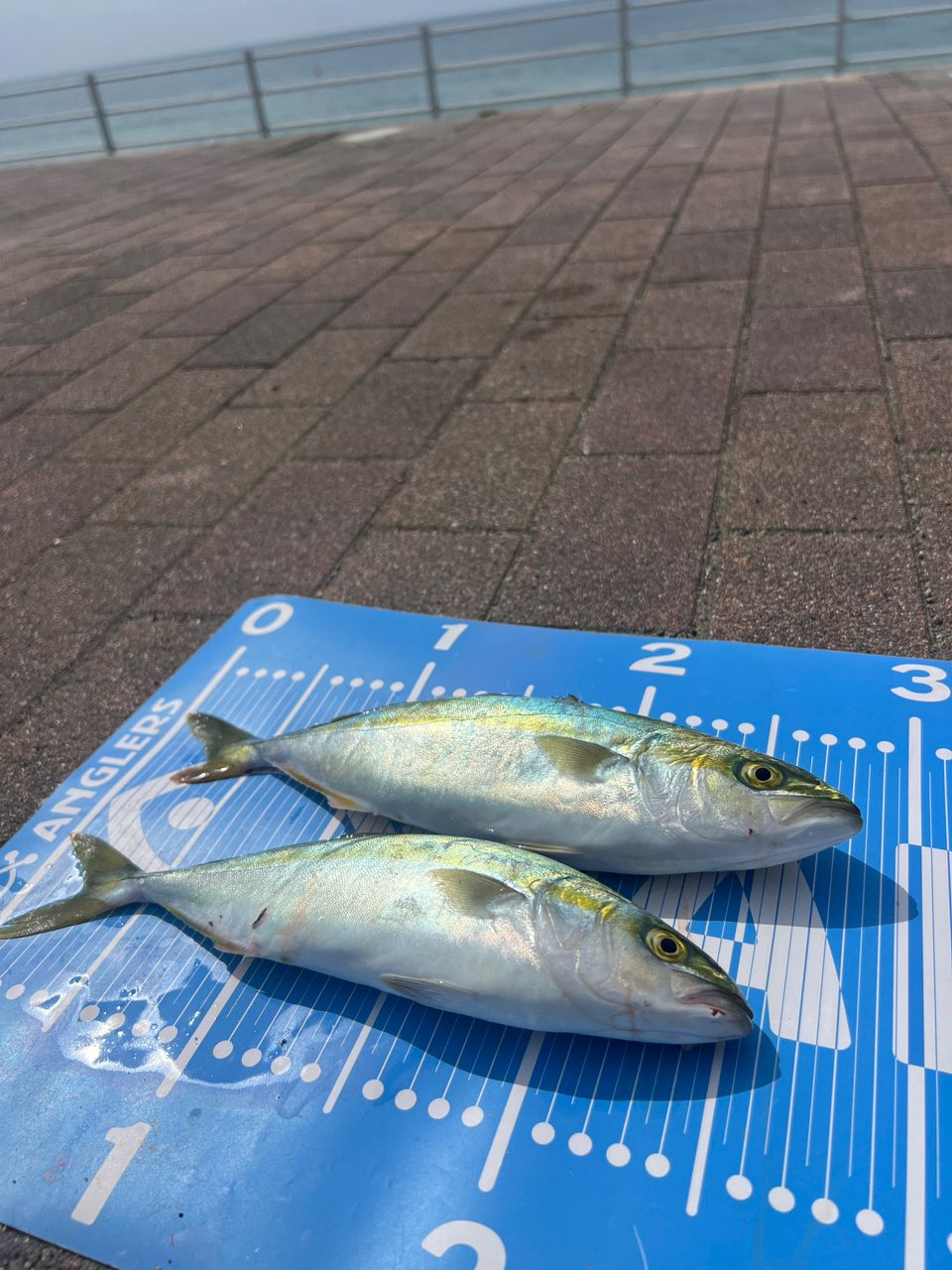 ワカシ
