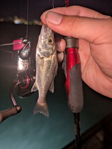 セイゴ（タイリクスズキ）の釣果