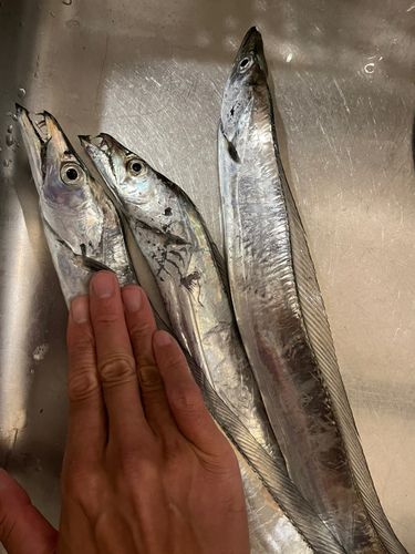 タチウオの釣果