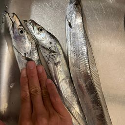タチウオ