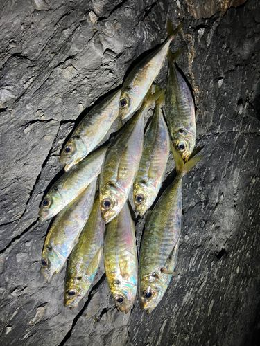 アジの釣果