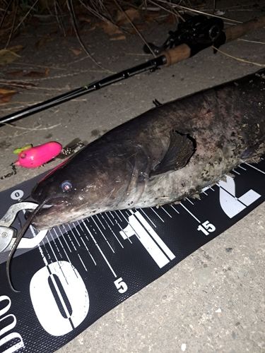 ナマズの釣果