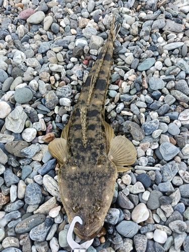 マゴチの釣果